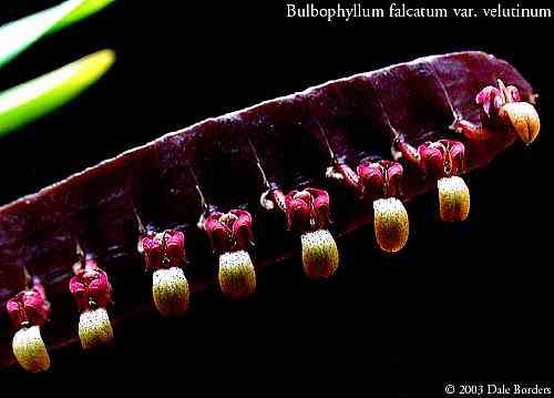 Bulbophyllum falcatum var. velutinum